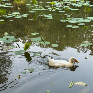 Ep06：家乡变化、毕业答辩与入职准备