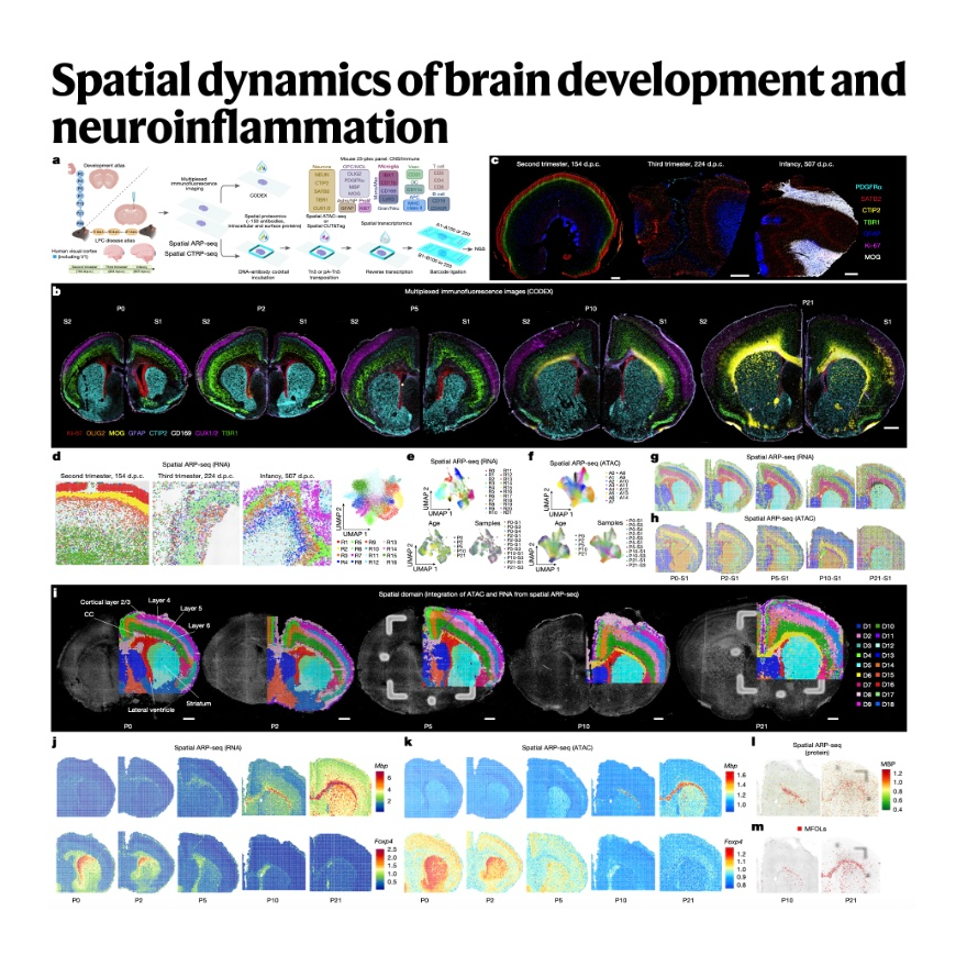 610-Spatial Tri-omics Mapping of Brain Development