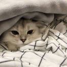 切记葱和砒霜不能同吃