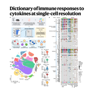 108-Immune Dictionary at single-cell resolution
