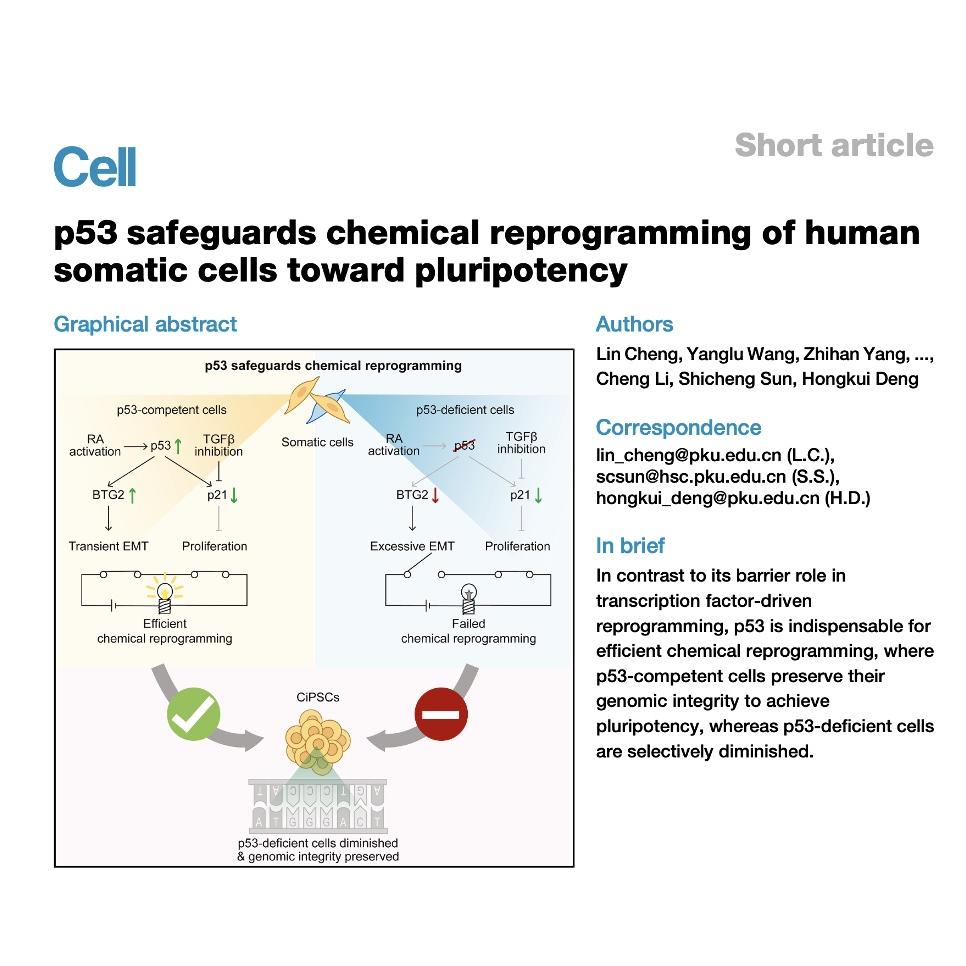 1020-p53 Preservation Safeguards Chemical Reprogramming episode artwork