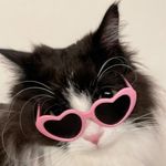 摸拗猫