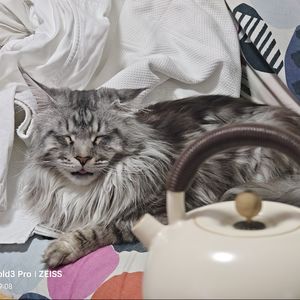 包包的一杯茶部屋