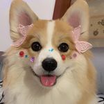 特小凤西瓜