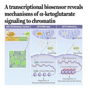 1471-αKG-ON Biosensor: Mitochondrial-Nuclear Signaling