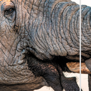 55-Amazing social elephants