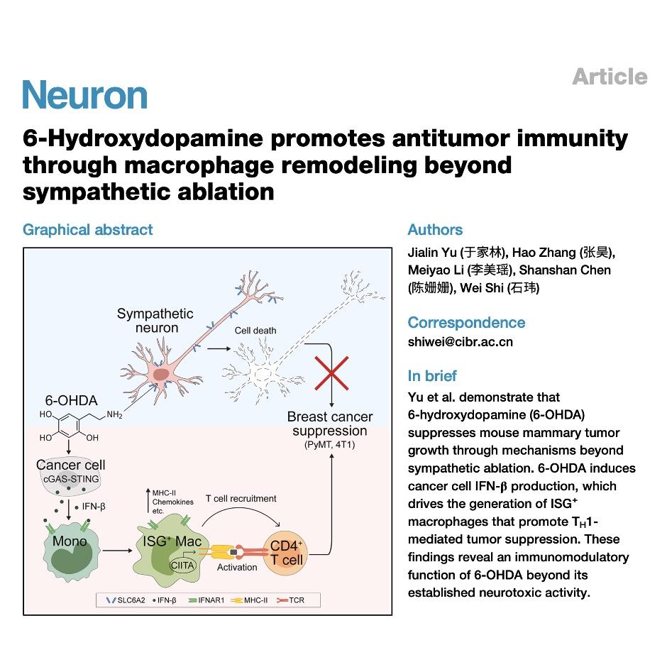 1058-6-OHDA Antitumor Immunity via Macrophage Remodeling episode artwork