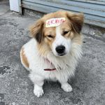 银河帝国小龙虾
