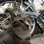 广东狸花猫