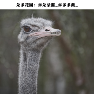 03.你卖的是什么肉？