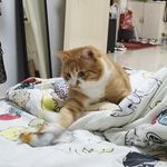 奢玥