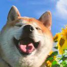 藏藏藏藏藏藏藏藏