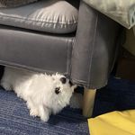 克莱尔颂