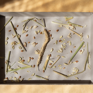 #14 尝尝种子，聊聊种子