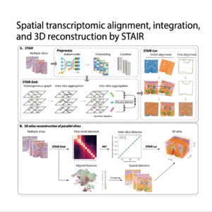 374-STAIR: 3D Reconstruction and Integration of ST Data