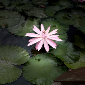 和光澄心 · 原创七日领导力冥想 Day3 包容与边界