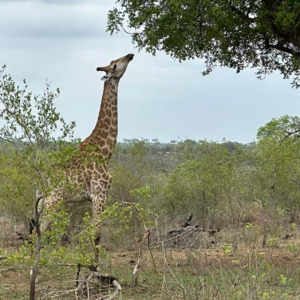 vol.67 不上班时去旅行：南非蜜月之旅