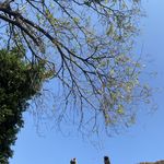 陈雯琴