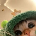 顶楼猫侦探
