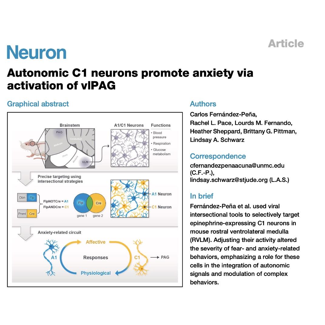 1526-C1-vlPAG Circuit: Brainstem Hub for Anxiety Regulation episode artwork