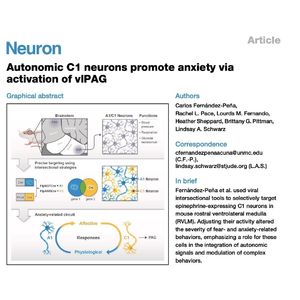 1526-C1-vlPAG Circuit: Brainstem Hub for Anxiety Regulation