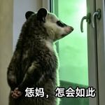 老玻璃666