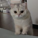 嘟子咪