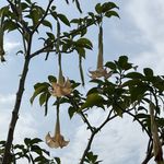 硅基曼陀罗