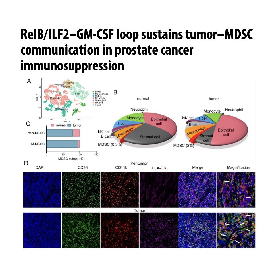 1411-RelB/ILF2–GM-CSF Loop Sustains Cancer Immunosuppression episode artwork