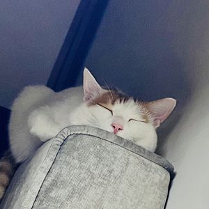 simon12345