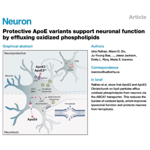 344-ApoE Variants Protect Neurons by Oxidized Lipid Efflux