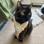 章鱼猫头鹰