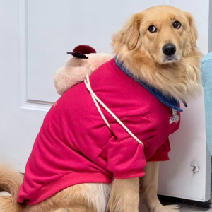 Vol09.相亲角众生相