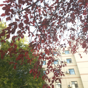 E010 10月 秋天也可以是新的开始