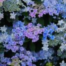 麻花_ykF5