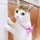邓屏幕是只喵