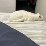 Q青青