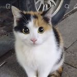 赫胥狸猫