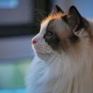 大福铲屎官