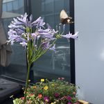 不听播客的小E