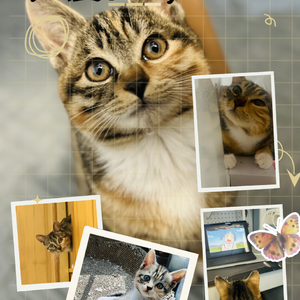 18. 猫咪是猫咪,这已经让人感觉幸福