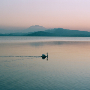 EP167 跳出思维定式进行尾部交易