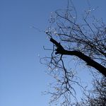 喜欢晒太阳的树