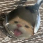 小猫玩毛线绊倒老奶奶