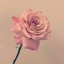 Karen_SDq8