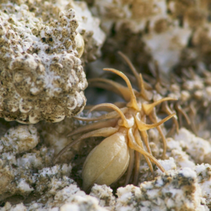 BBC Earth|蛛尾拟角蝰的致命伪装