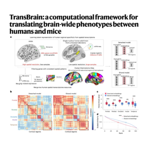 389-TransBrain: Mapping Whole-Brain Between Humans and Mice
