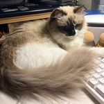 Mimow