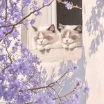 猫妹儿