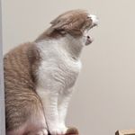 饿尔摩斯和他的花生助手